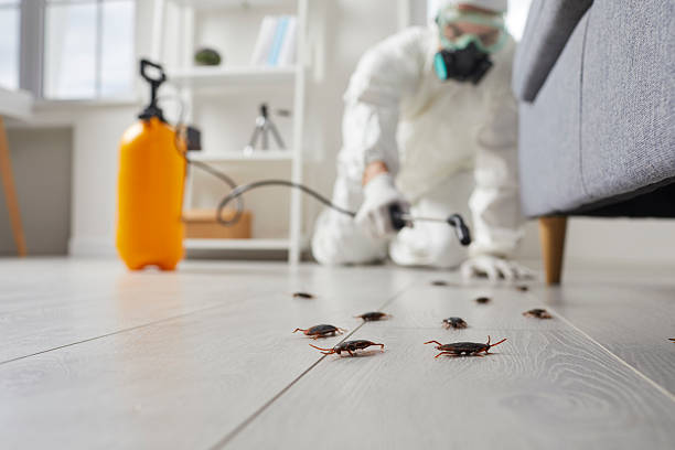 Commercial Kitchen Cockroach Control in Yucca Valley